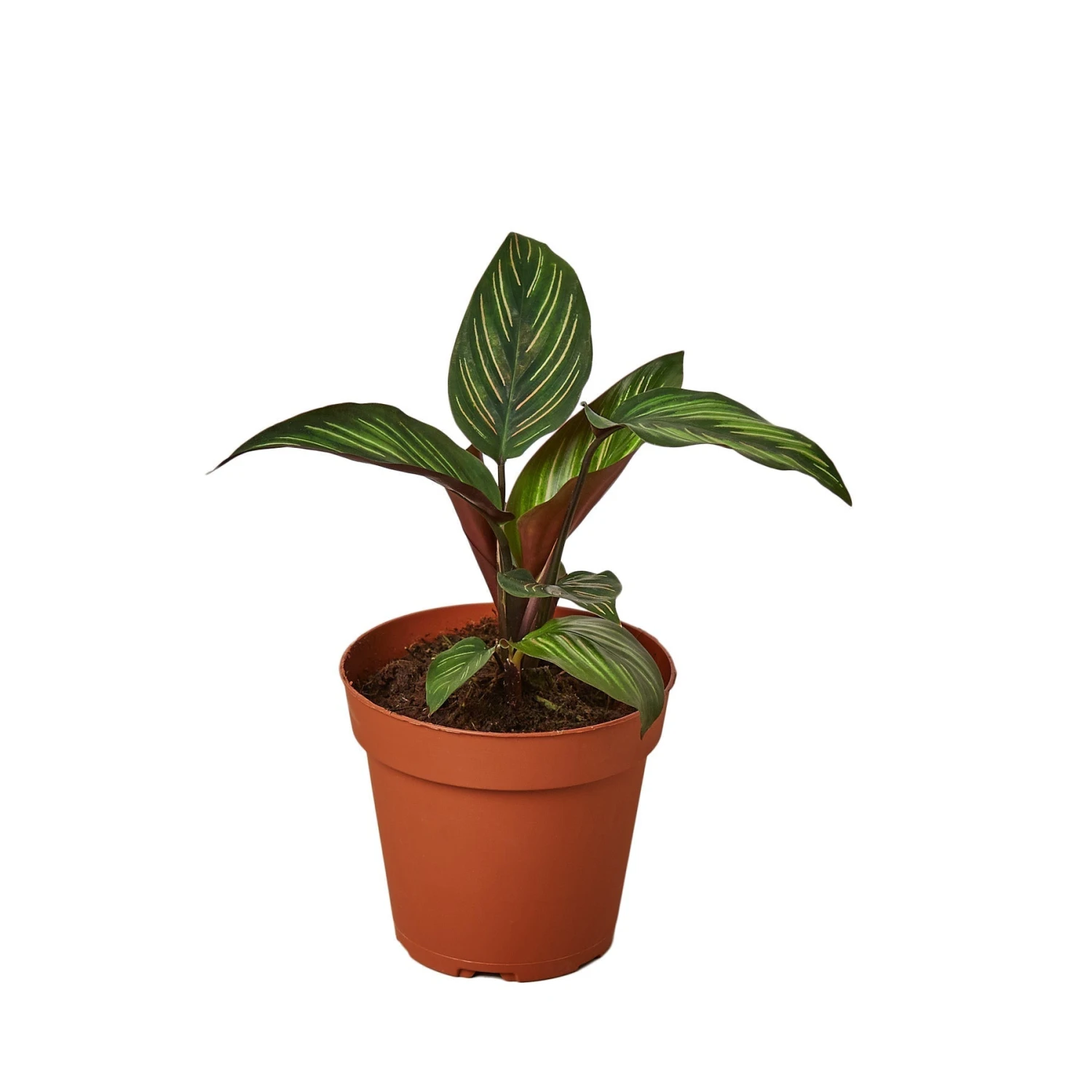 Calathea 'Beauty Star' - 4" Pot - NURSERY POT ONLY 1 Calathea 'Beauty Star' - 4" Pot - NURSERY POT ONLY