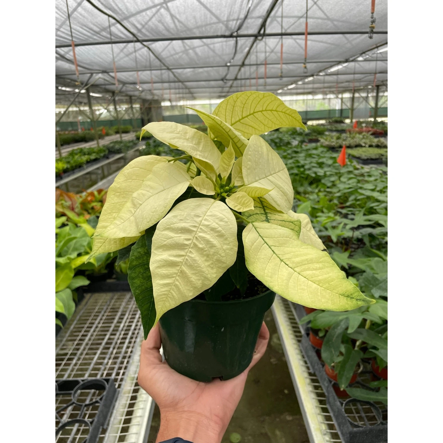 Poinsettia 'White' 1 Poinsettia 'White'