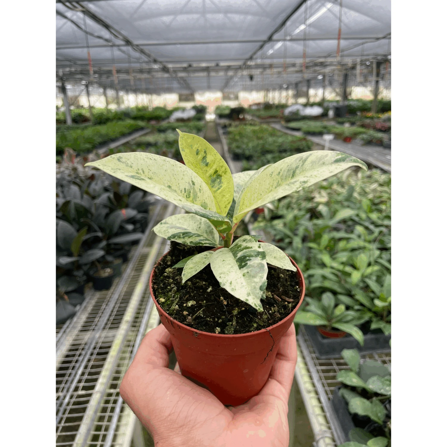 Ficus 'shivereana' (Moonshine) 1 Ficus 'shivereana' (Moonshine)