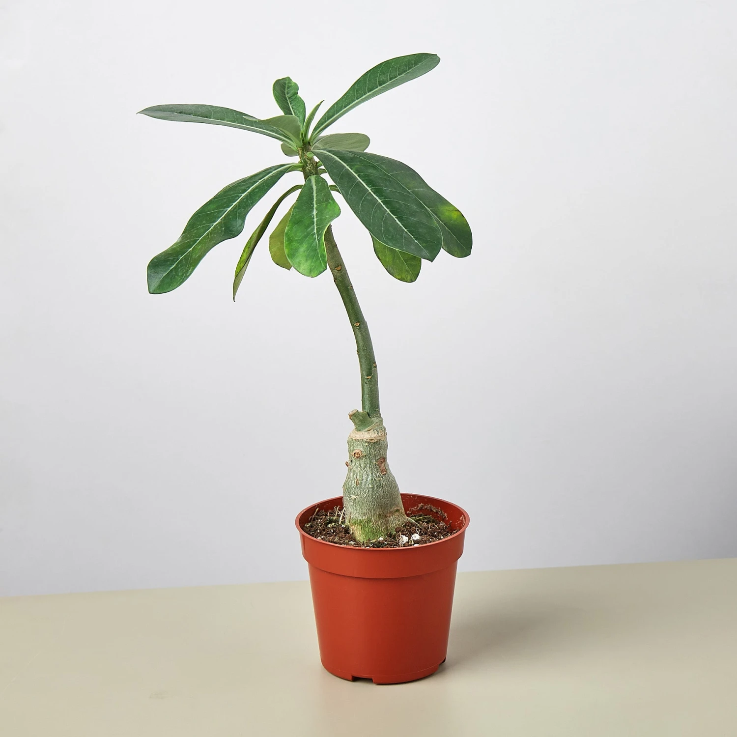 Succulent Adenium Obesum 'Desert Rose' 1 Succulent Adenium Obesum 'Desert Rose'