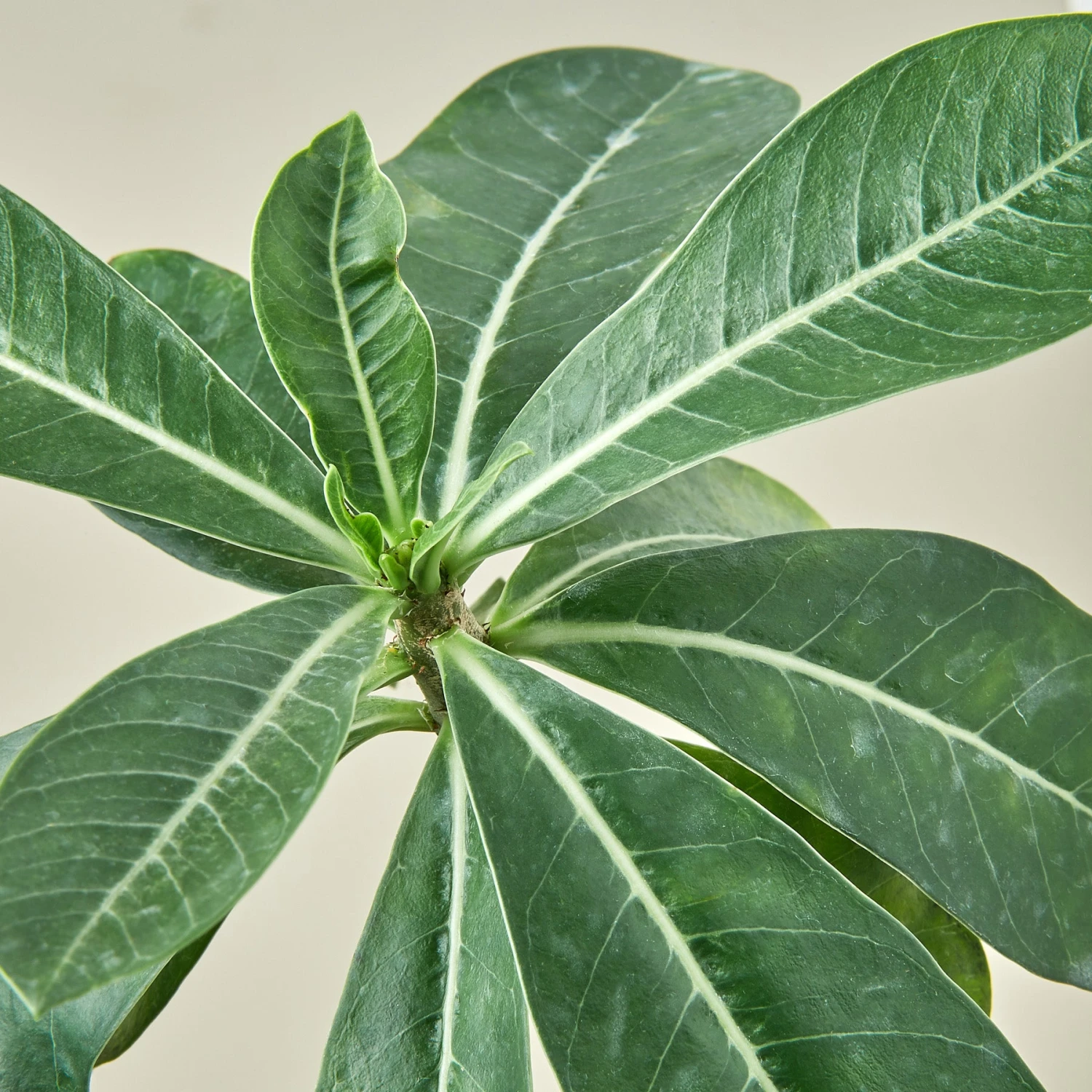 Succulent Adenium Obesum 'Desert Rose' 2 Succulent Adenium Obesum 'Desert Rose' - Image 2
