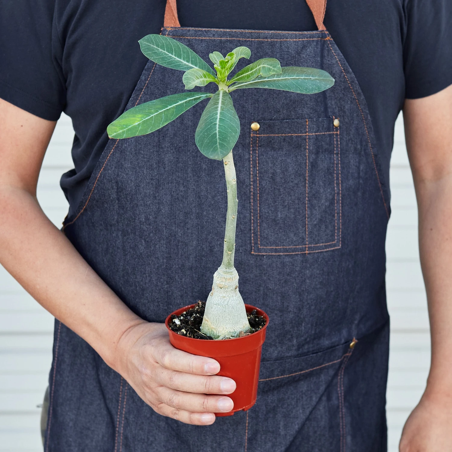 Succulent Adenium Obesum 'Desert Rose' 3 Succulent Adenium Obesum 'Desert Rose' - Image 3