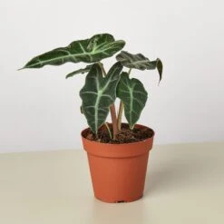 Alocasia Polly 'African Mask' -Plant house 1 Alocasia AfricanMask 4