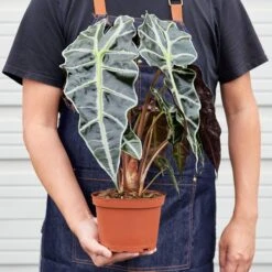 Alocasia Polly 'African Mask' -Plant house 1 Alocasia AfricanMask 6 HOLD