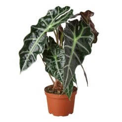 Calathea 'Beauty Star' - 4" Pot - NURSERY POT ONLY 9 Calathea 'Beauty Star' - 4" Pot - NURSERY POT ONLY -Plant house 1 Alocasia AfricanMask 6 ad323279 ebeb 465e a7ce d47ac9bb9077
