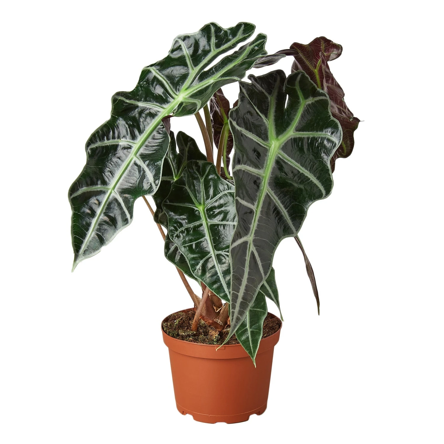 Calathea 'Beauty Star' - 4" Pot - NURSERY POT ONLY 4 Calathea 'Beauty Star' - 4" Pot - NURSERY POT ONLY - Image 4
