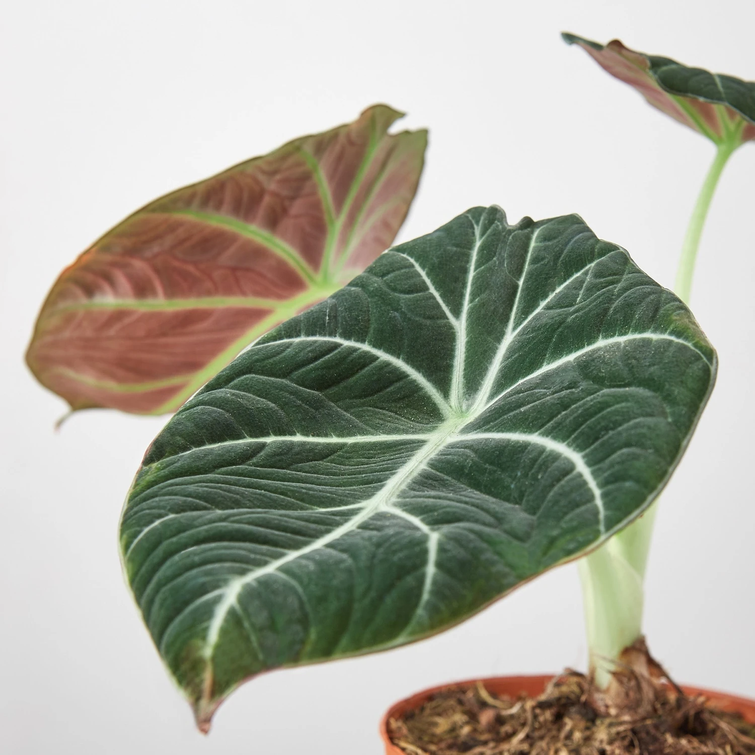 Alocasia Reginula 'Black Velvet' 2 Alocasia Reginula 'Black Velvet' - Image 2