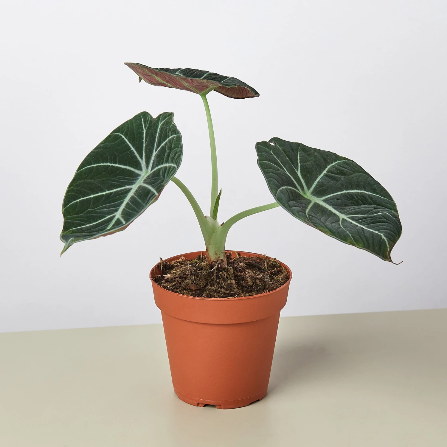 Alocasia Reginula 'Black Velvet' 1 Alocasia Reginula 'Black Velvet'