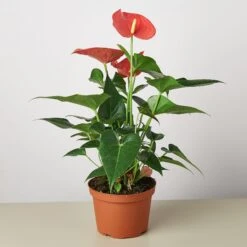 Anthurium 'Pink' -Plant house 1 Anthurium Pink 6