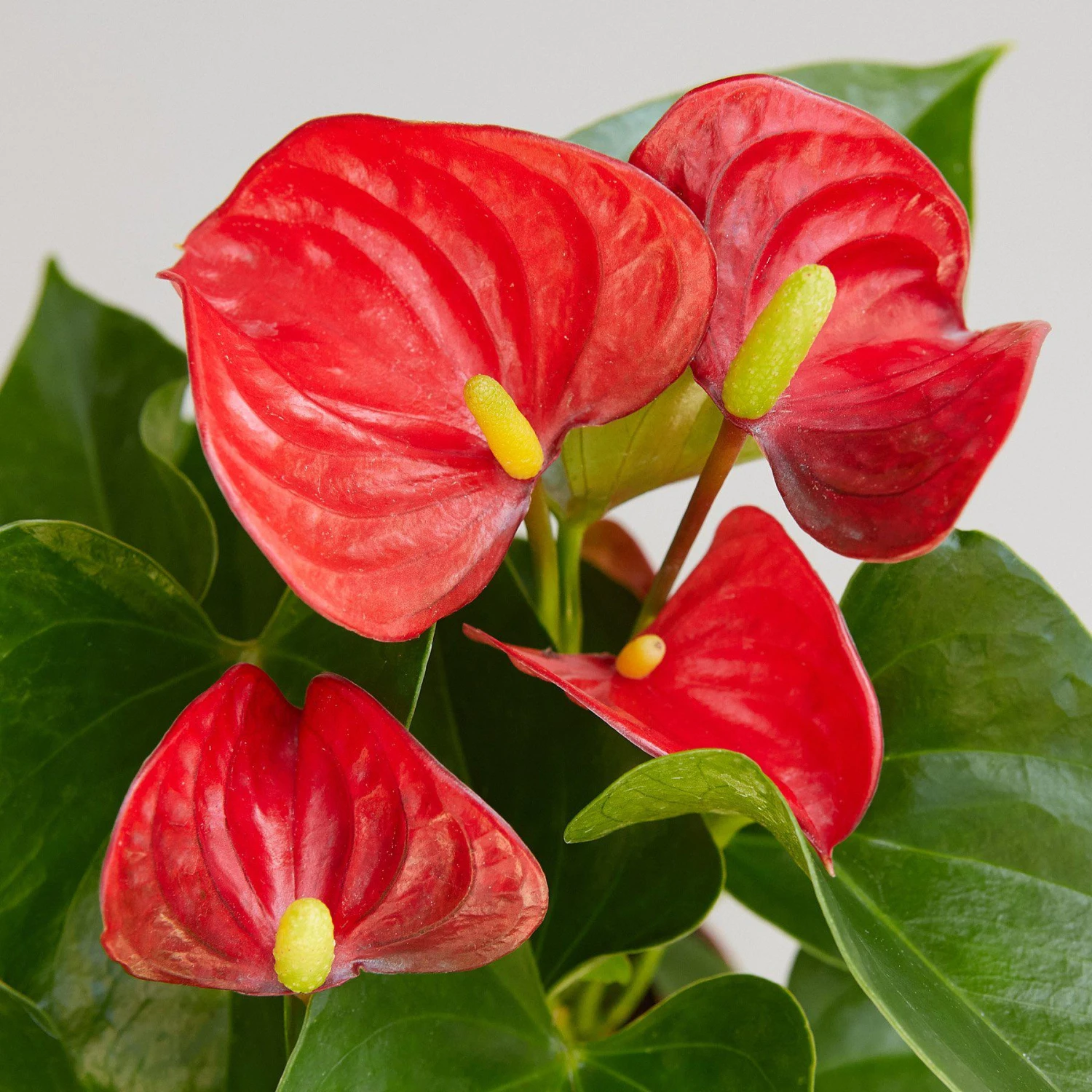 Anthurium 'Red' 2 Anthurium 'Red' - Image 2