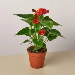 Anthurium 'Red' 15 Anthurium 'Red' -Plant house 1 Anthurium Red 4MAIN