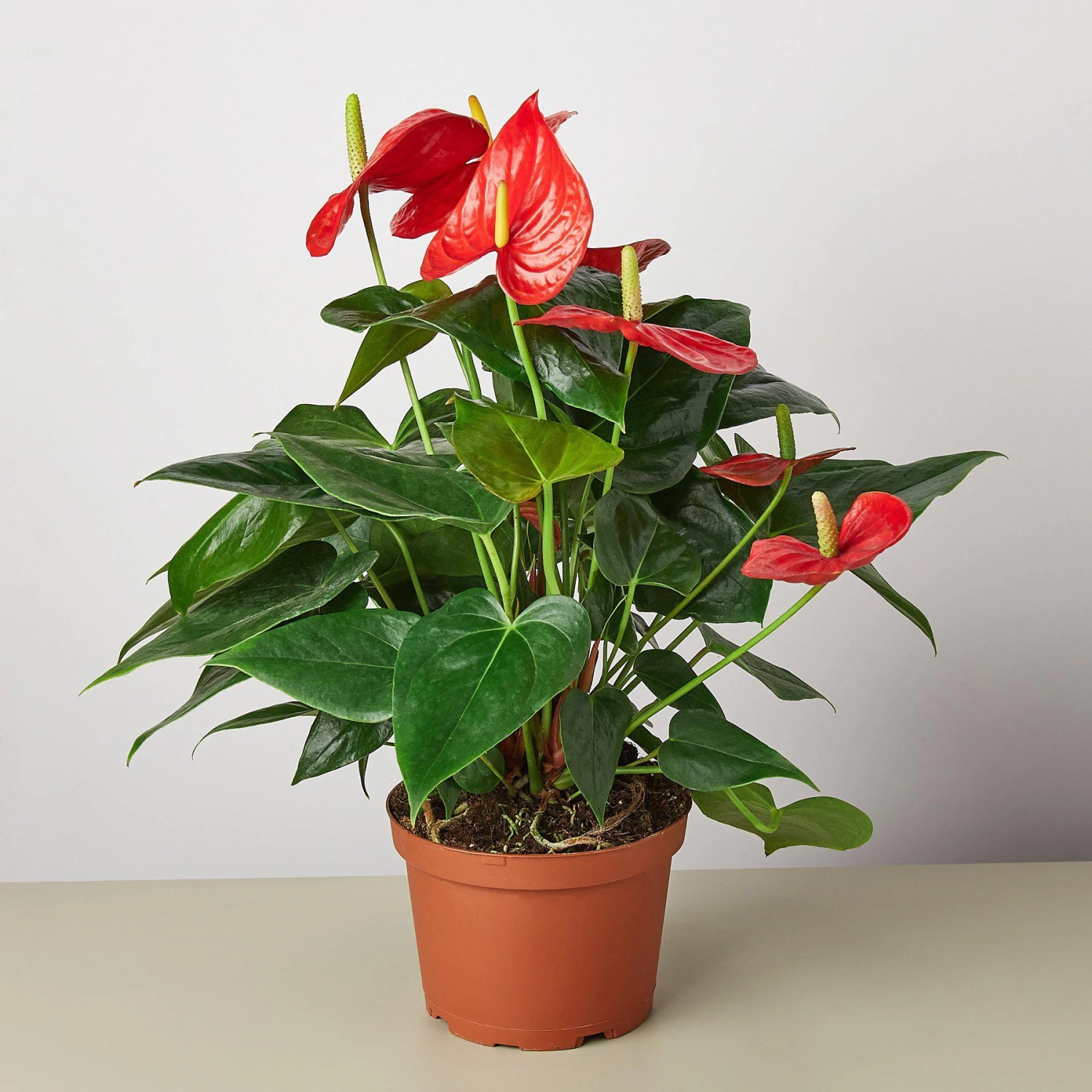 Anthurium 'Red' 1 Anthurium 'Red'