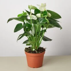 Anthurium 'White' -Plant house 1 Anthurium White 6