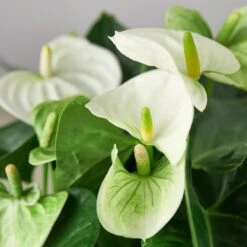 Anthurium 'White' -Plant house 1 Anthurium White 6 DETAIL