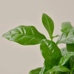 Front Page -Plant house 1 Arabica Coffee 4DETAIL