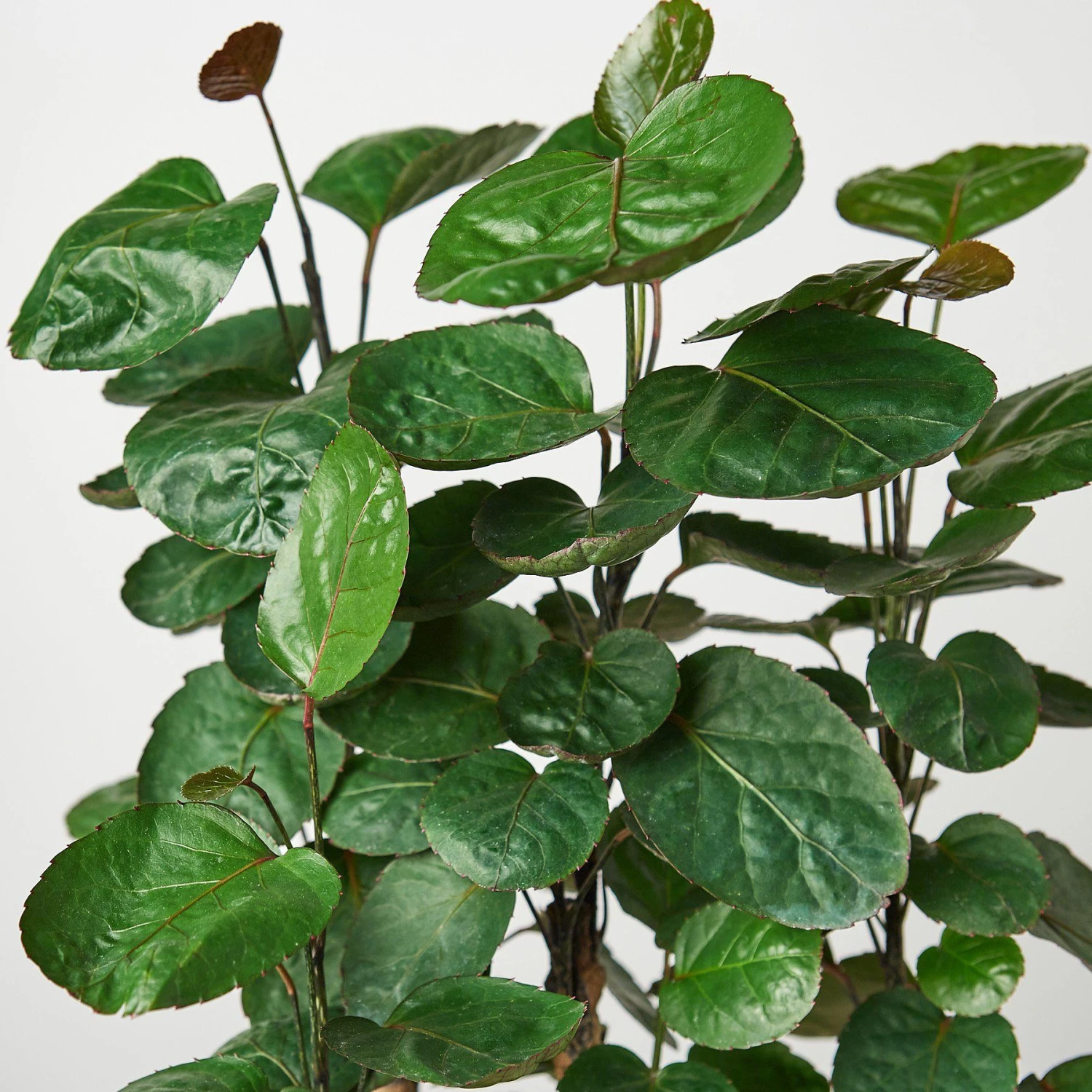 Aralia Fabian Stump 'Polyscias Scutellaria' 2 Aralia Fabian Stump 'Polyscias Scutellaria' - Image 2