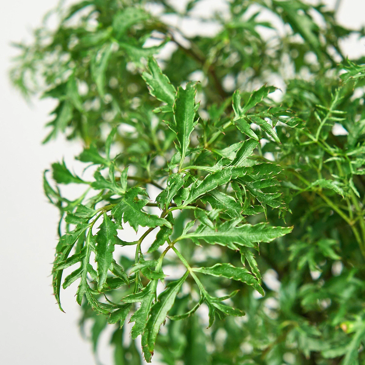 Aralia 'Ming Stump Plant' 2 Aralia 'Ming Stump Plant' - Image 2