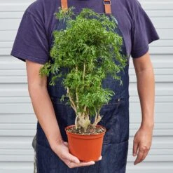 Aralia 'Ming Stump Plant' 5 Aralia 'Ming Stump Plant' -Plant house 1 Aralia Mingstump 6 22HOLD