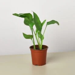 White Bird Of Paradise 'Strelitzia Nicolai' -Plant house 1 BirdofParadise 4