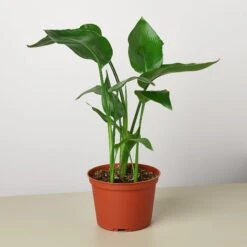 White Bird Of Paradise 'Strelitzia Nicolai'