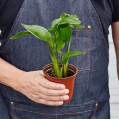 White Bird Of Paradise 'Strelitzia Nicolai' -Plant house 1 BirdofParadise HOLD 4