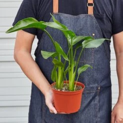 White Bird Of Paradise 'Strelitzia Nicolai' -Plant house 1 BirdofParadise HOLD 6
