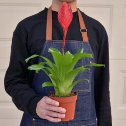 Bromeliad 'Christiane' 7 Bromeliad 'Christiane' -Plant house 1 Bromeliad Christiane 4HOLD