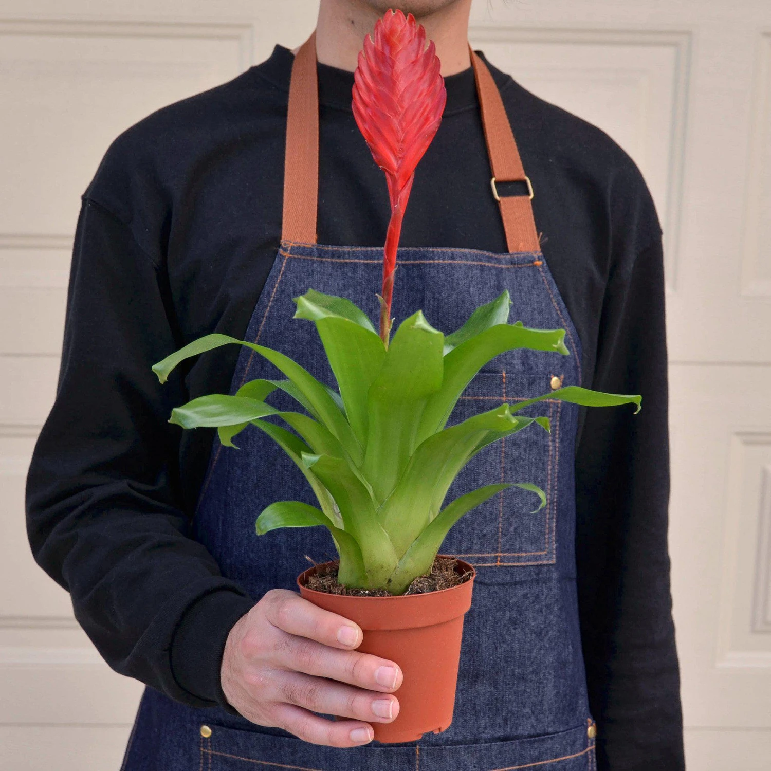 Bromeliad 'Christiane' 3 Bromeliad 'Christiane' - Image 3