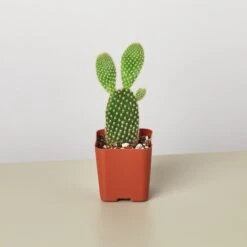 Cactus Variety - 2" Pot 5 Cactus Variety - 2" Pot -Plant house 1 Cactus PlantA 2