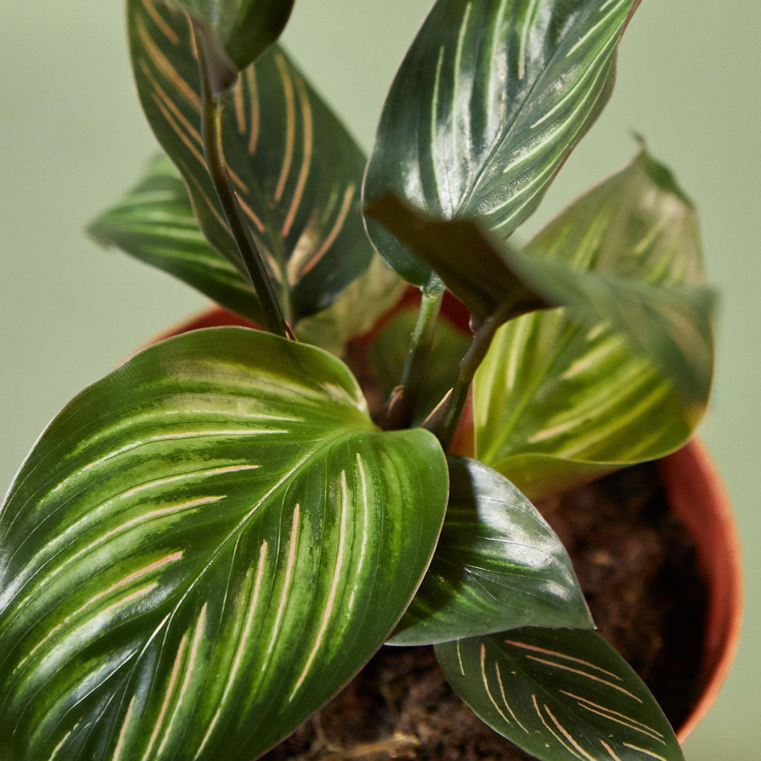 Calathea 'Beauty Star' 2 Calathea 'Beauty Star' - Image 2