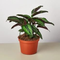 Calathea 'Beauty Star' 8 Calathea 'Beauty Star' -Plant house 1 Calathea BeautyStar 6