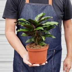 Calathea 'Beauty Star' 9 Calathea 'Beauty Star' -Plant house 1 Calathea BeautyStar 6 HOLD
