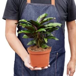 Calathea 'Beauty Star' - 4" Pot - NURSERY POT ONLY 11 Calathea 'Beauty Star' - 4" Pot - NURSERY POT ONLY -Plant house 1 Calathea BeautyStar 6 HOLD db0a3538 bf23 4258 8e79 761c10b11891