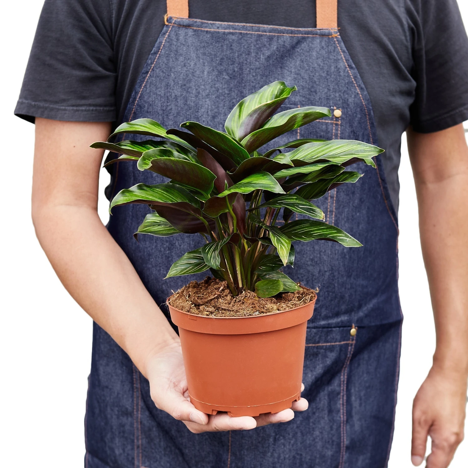 Calathea 'Beauty Star' - 4" Pot - NURSERY POT ONLY 6 Calathea 'Beauty Star' - 4" Pot - NURSERY POT ONLY - Image 6