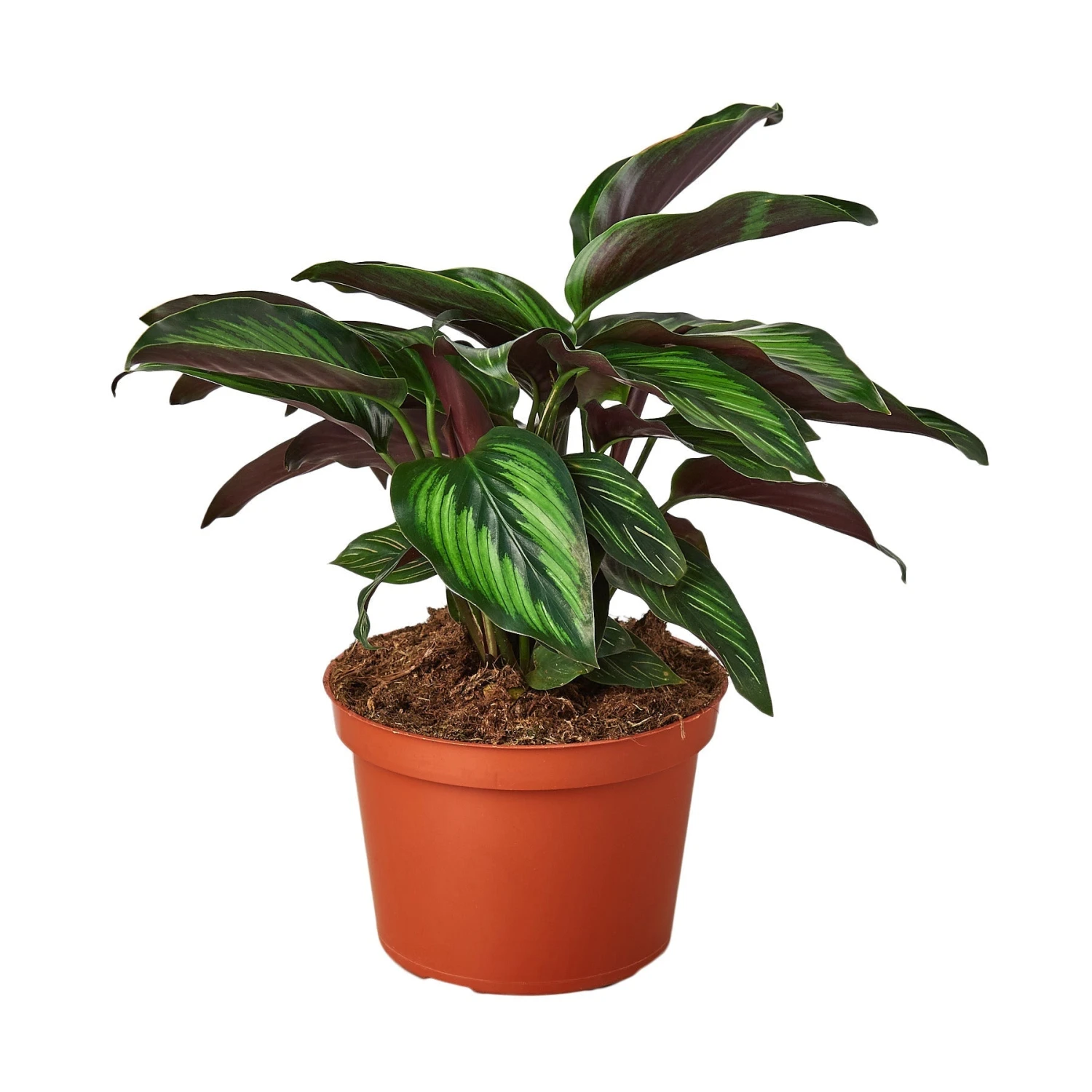 Calathea 'Beauty Star' - 4" Pot - NURSERY POT ONLY 5 Calathea 'Beauty Star' - 4" Pot - NURSERY POT ONLY - Image 5