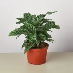 Calathea Concinna 'Freddie' 6 Calathea Concinna 'Freddie' -Plant house 1 Calathea Freddie 6