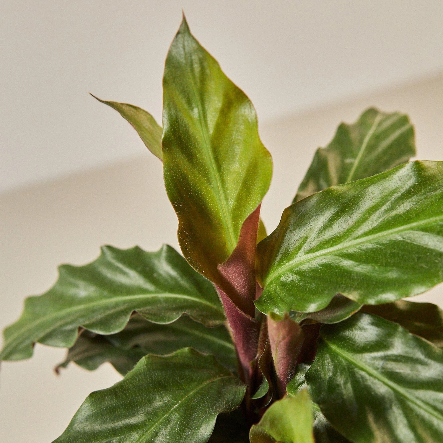 Calathea Rufibarba 'Furry Feather' 2 Calathea Rufibarba 'Furry Feather' - Image 2