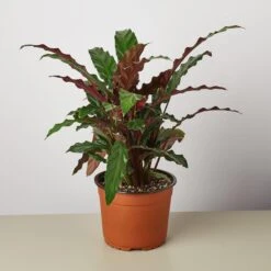 Calathea Rufibarba 'Furry Feather' 8 Calathea Rufibarba 'Furry Feather' -Plant house 1 Calathea FurryFeather 6
