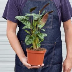 Calathea 'Grey Star' 7 Calathea 'Grey Star' -Plant house 1 Calathea GreyStar 6 18HOLD