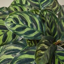 Calathea 'Makoyana' -Plant house 1 Calathea Makoyana 6 DETAIL