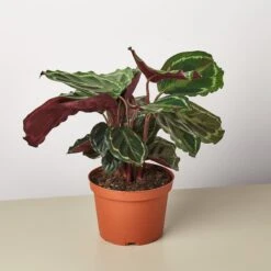 Calathea Roseopicta 'Medallion' -Plant house 1 Calathea Medallion 6