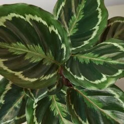 Calathea Roseopicta 'Medallion' -Plant house 1 Calathea Medallion DETAIL 6