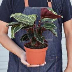 Calathea Roseopicta 'Medallion' -Plant house 1 Calathea Medallion HOLD 6