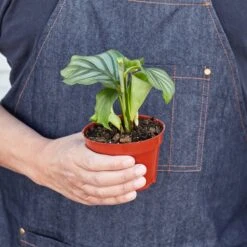 Calathea 'Orbifolia' 5 Calathea 'Orbifolia' -Plant house 1 Calathea Orbifolia HOLD 4