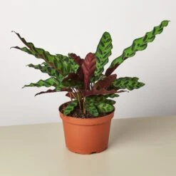 Calathea Lancifolia 'Rattlesnake' 10 Calathea Lancifolia 'Rattlesnake' -Plant house 1 Calathea Rattlesnake 6