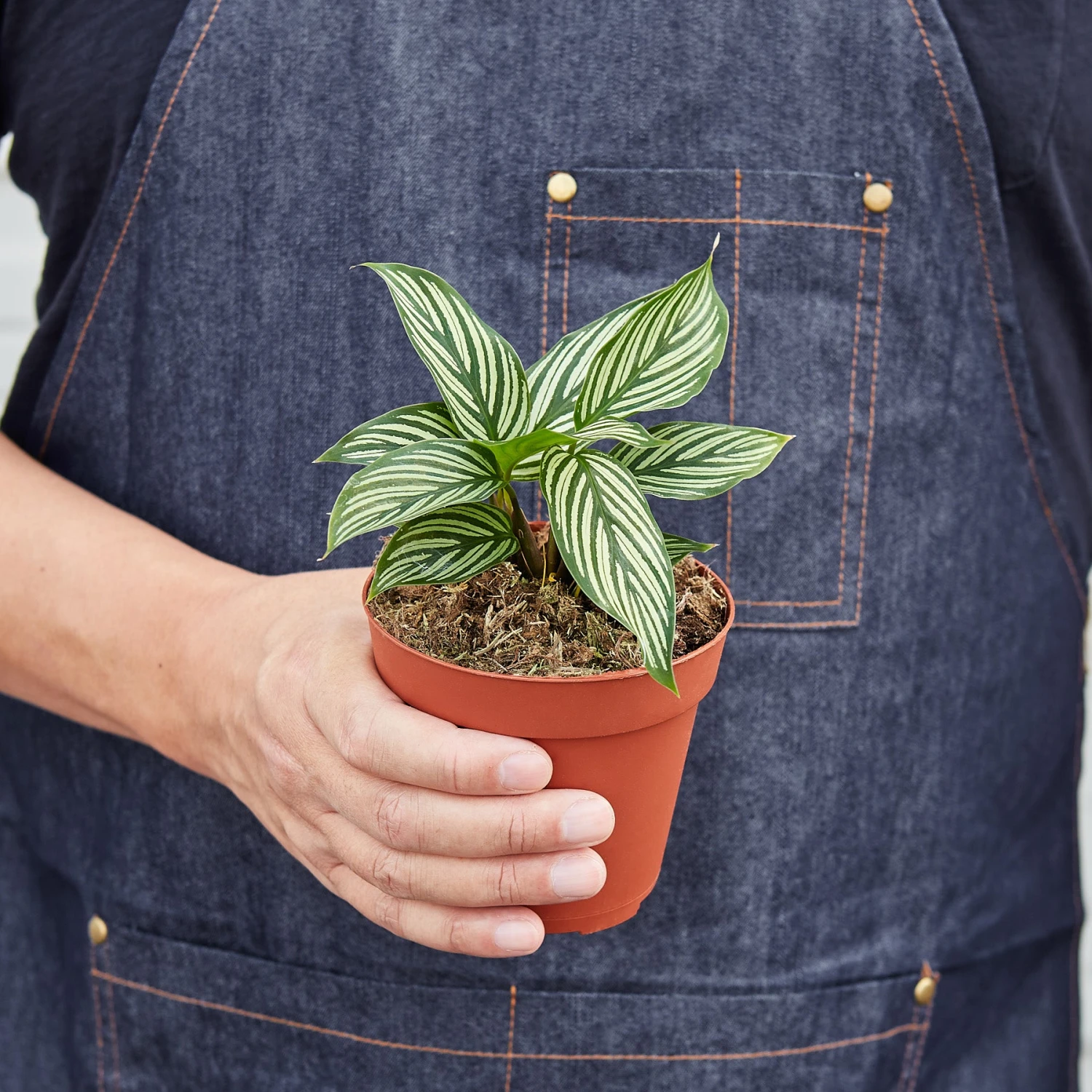 Calathea 'Vittata' 3 Calathea 'Vittata' - Image 3