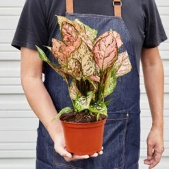 Chinese Evergreen 'Lady Valentine' 11 Chinese Evergreen 'Lady Valentine' -Plant house 1 ChineseEvergreen LadyVal 6 HOLD