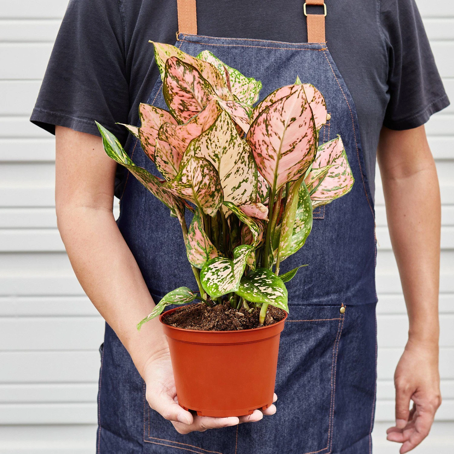 Chinese Evergreen 'Lady Valentine' 5 Chinese Evergreen 'Lady Valentine' - Image 5