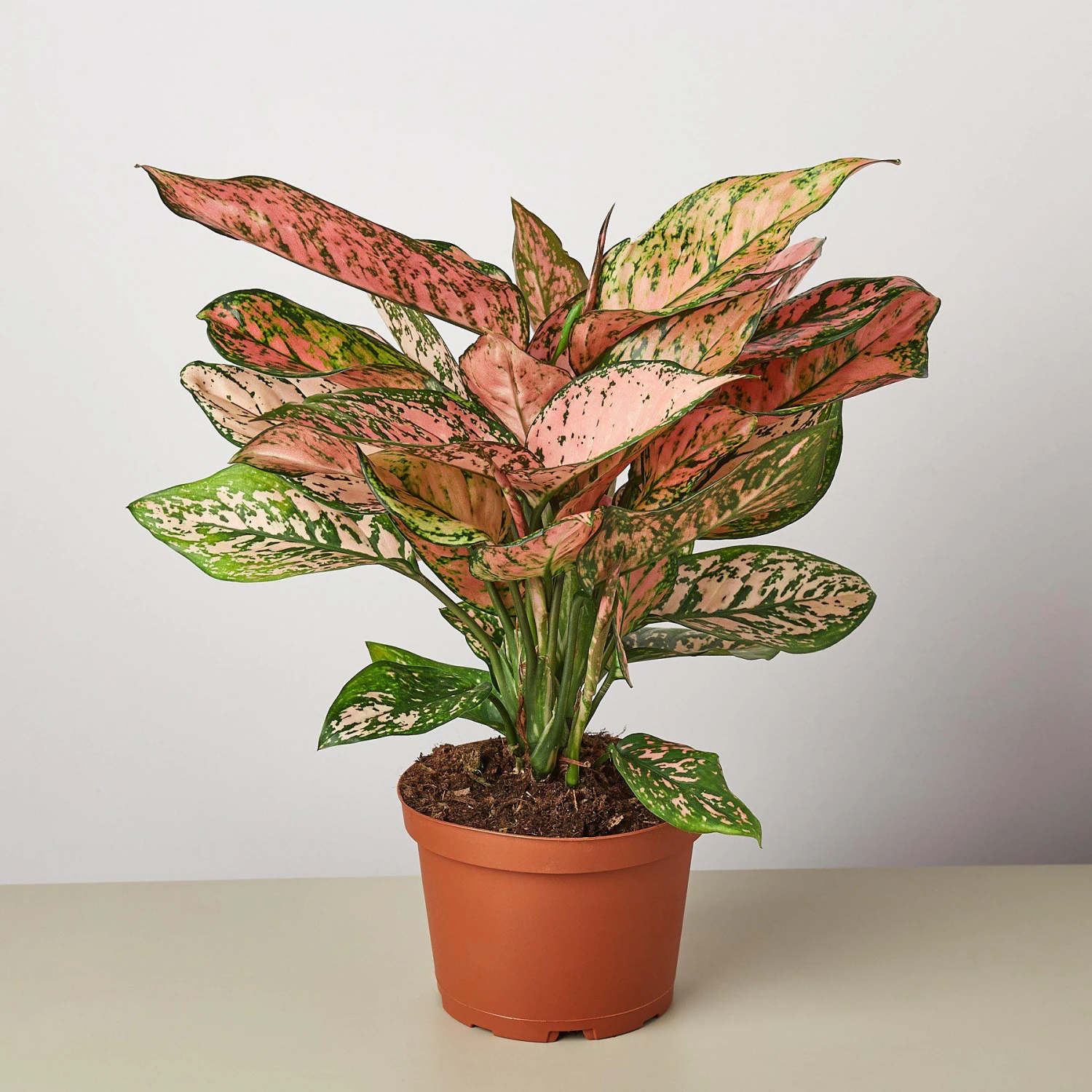 Chinese Evergreen 'Lady Valentine' 4 Chinese Evergreen 'Lady Valentine' - Image 4