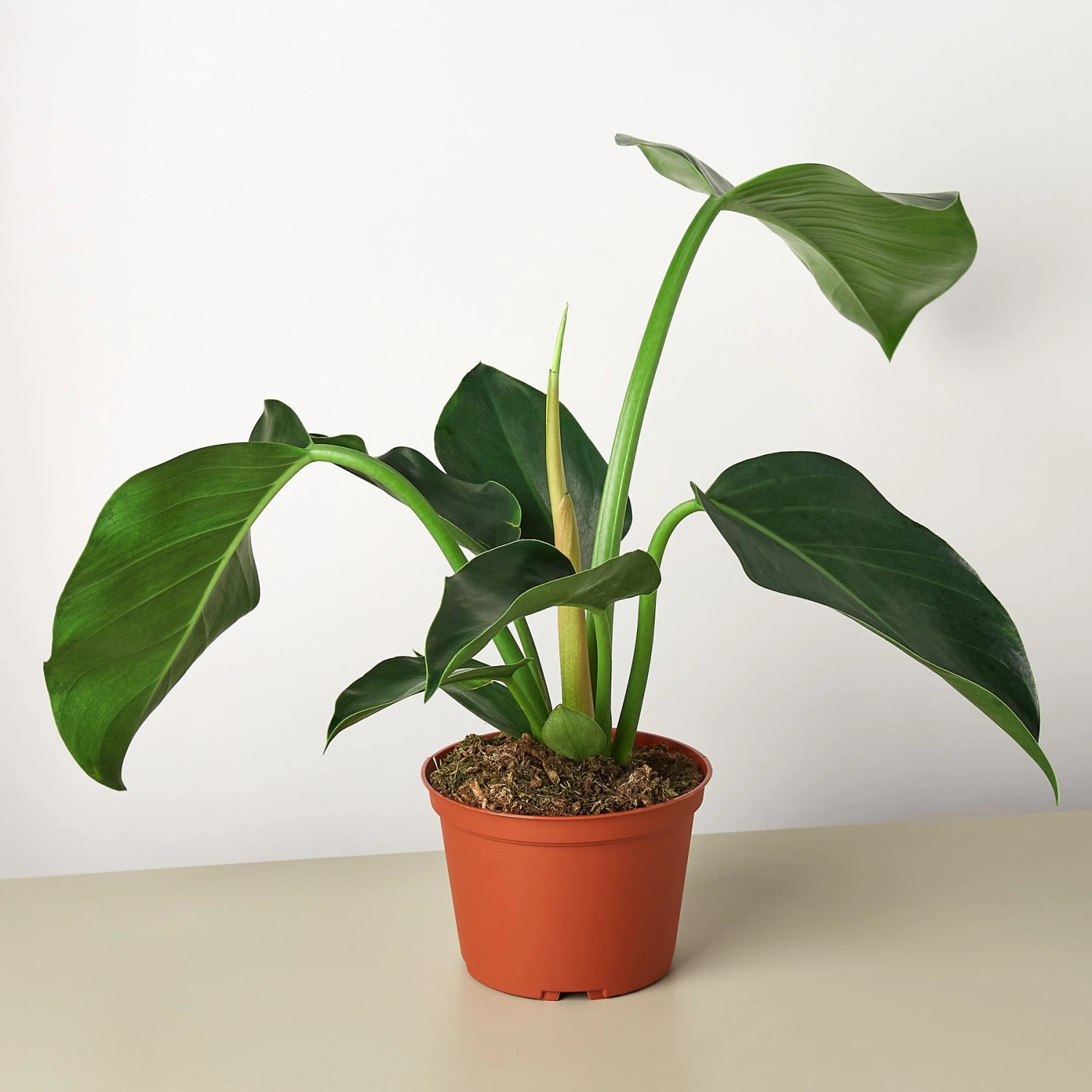 Philodendron 'Congo Green' 1 Philodendron 'Congo Green'